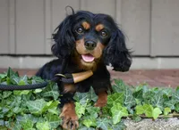 Thelma, a female Cavalier King Charles Spaniel for sale in Middlebury, IN – 8 of 9
