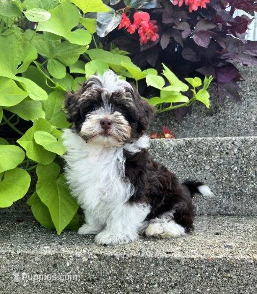 Luka – Havapoo puppy for sale in Middlebury, IN