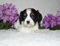 Snoopy, a male Cavalier King Charles Spaniel for sale in Middlebury, IN – 5 of 10