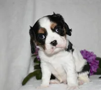 Scout, a male Cavalier King Charles Spaniel for sale in Middlebury, IN – 7 of 10
