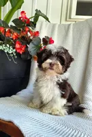 Luka, a male Poodle - Miniature  and Havapoo for sale in Middlebury, IN – 7 of 9