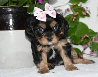 Tessa, a female Cavalier King Charles Spaniel for sale in Middlebury, IN – 8 of 10