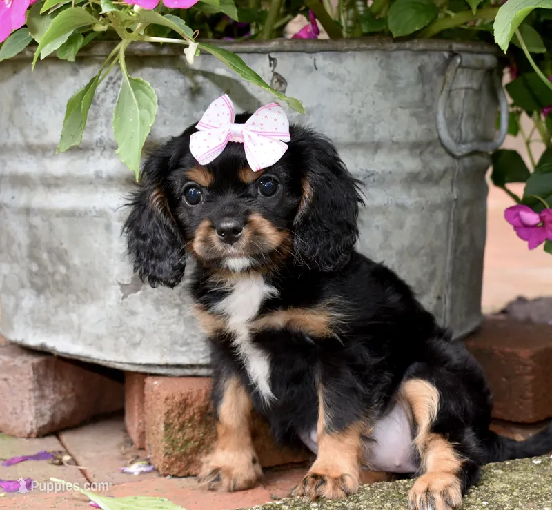 Tori – Cavalier King Charles Spaniel puppy for sale in Middlebury, IN