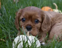 Victor, a male Cavalier King Charles Spaniel for sale in Middlebury, IN – 10 of 10