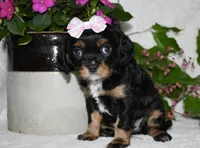 Thelma, a female Cavalier King Charles Spaniel for sale in Middlebury, IN – 5 of 9