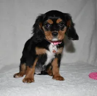 Tara, a female Cavalier King Charles Spaniel for sale in Middlebury, IN – 8 of 10
