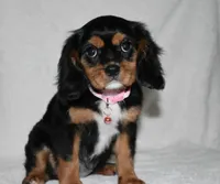 Tara, a female Cavalier King Charles Spaniel for sale in Middlebury, IN – 4 of 10