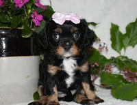 Thelma, a female Cavalier King Charles Spaniel for sale in Middlebury, IN – 6 of 9