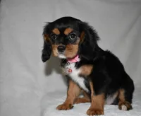 Tara, a female Cavalier King Charles Spaniel for sale in Middlebury, IN – 3 of 10