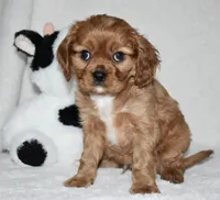 URI, a male Cavalier King Charles Spaniel for sale in Middlebury, IN – 9 of 10