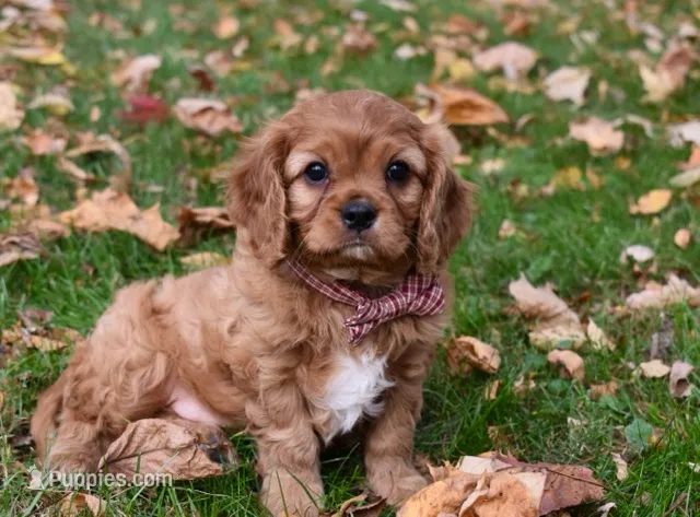 Vincent – Cavalier King Charles Spaniel puppy for sale in Middlebury, IN