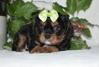 Tara, a female Cavalier King Charles Spaniel for sale in Middlebury, IN – 5 of 8