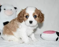 Ulysses , a male Cavalier King Charles Spaniel for sale in Middlebury, IN – 2 of 8