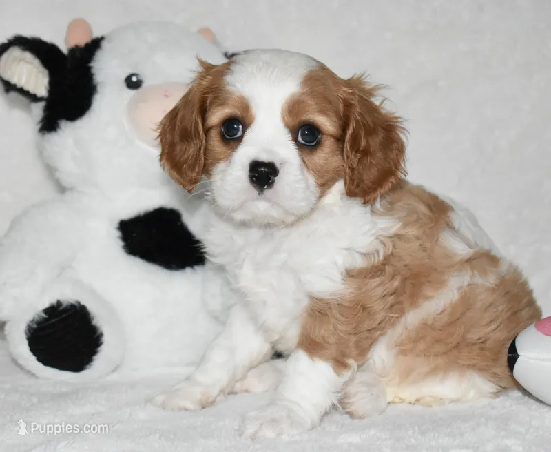 Ulysses  – Cavalier King Charles Spaniel puppy for sale in Middlebury, IN