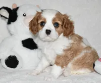 Ulysses , a male Cavalier King Charles Spaniel for sale in Middlebury, IN – 1 of 8