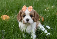 Vera, a female Cavalier King Charles Spaniel for sale in Middlebury, IN – 3 of 10