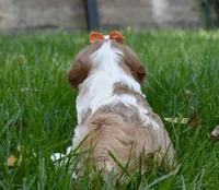 Vera, a female Cavalier King Charles Spaniel for sale in Middlebury, IN – 7 of 10