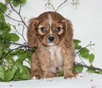 Reese, a male Cavalier King Charles Spaniel for sale in Middlebury, IN – Photo 4 of 7
