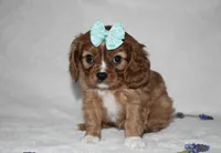 Rhea, a female Cavalier King Charles Spaniel for sale in Middlebury, IN – Photo 2 of 7