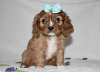 Rhea, a female Cavalier King Charles Spaniel for sale in Middlebury, IN – Photo 4 of 7