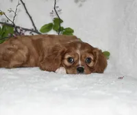 Reese, a male Cavalier King Charles Spaniel for sale in Middlebury, IN – Photo 6 of 7