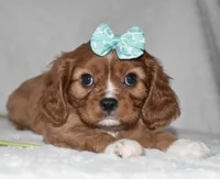 Rhea, a female Cavalier King Charles Spaniel for sale in Middlebury, IN – Photo 3 of 7