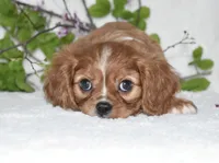 Reese, a male Cavalier King Charles Spaniel for sale in Middlebury, IN – Photo 7 of 7