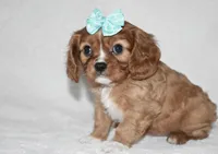 Rhea, a female Cavalier King Charles Spaniel for sale in Middlebury, IN – Photo 7 of 7