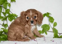 Reese, a male Cavalier King Charles Spaniel for sale in Middlebury, IN – Photo 2 of 7