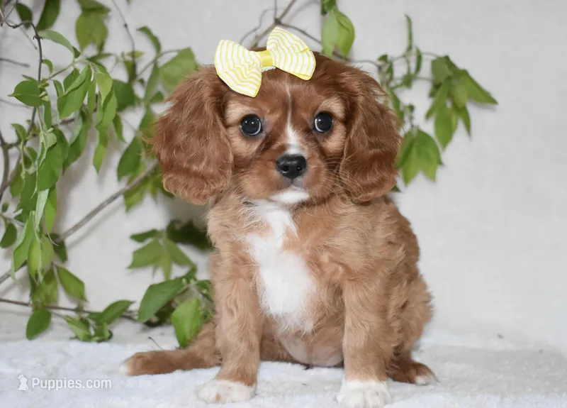 Rhea – Cavalier King Charles Spaniel puppy for sale in Middlebury, IN