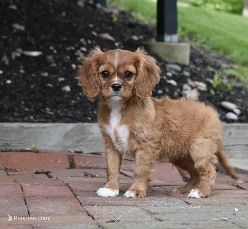 Reese – Cavalier King Charles Spaniel puppy for sale in Middlebury, IN