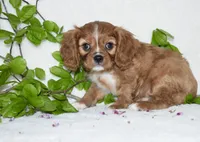 Reese, a male Cavalier King Charles Spaniel for sale in Middlebury, IN – Photo 3 of 7