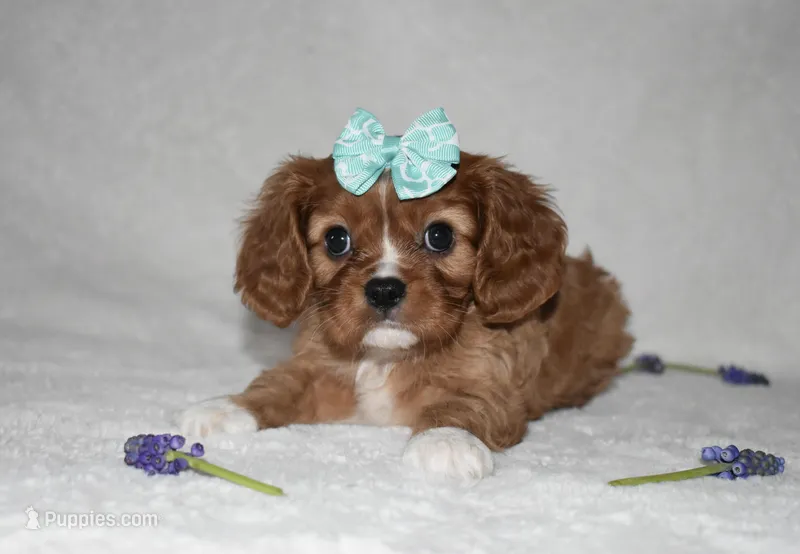 Rhea – Cavalier King Charles Spaniel puppy for sale in Middlebury, IN
