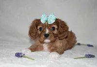 Rhea, a female Cavalier King Charles Spaniel for sale in Middlebury, IN – Photo 1 of 7