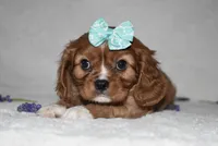Rhea, a female Cavalier King Charles Spaniel for sale in Middlebury, IN – Photo 5 of 7
