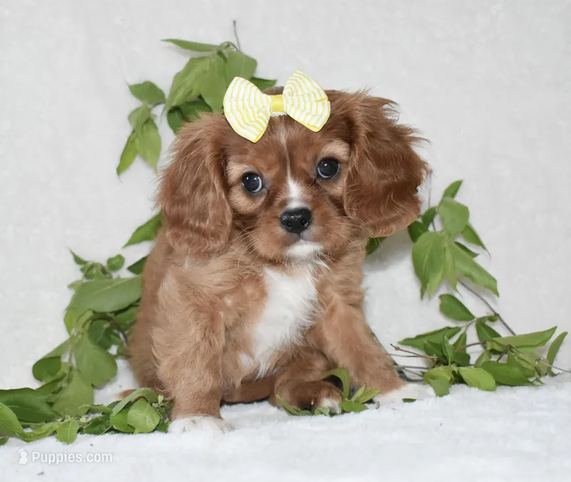 Rhea – Cavalier King Charles Spaniel puppy for sale in Middlebury, IN