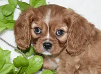 Reese, a male Cavalier King Charles Spaniel for sale in Middlebury, IN – Photo 5 of 7