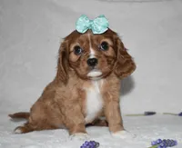 Rhea, a female Cavalier King Charles Spaniel for sale in Middlebury, IN – Photo 6 of 7