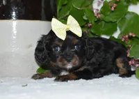 Tori, a female Cavalier King Charles Spaniel for sale in Middlebury, IN – 3 of 9