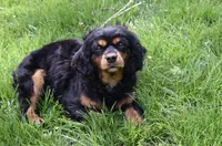 Izzy, a female Cavalier King Charles Spaniel for sale in Middlebury, IN – Photo 1 of 6