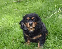 Izzy, a female Cavalier King Charles Spaniel for sale in Middlebury, IN – Photo 2 of 6