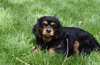 Izzy, a female Cavalier King Charles Spaniel for sale in Middlebury, IN – Photo 3 of 6
