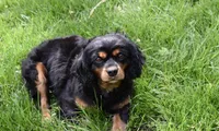 Izzy, a female Cavalier King Charles Spaniel for sale in Middlebury, IN – Photo 5 of 6