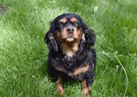 Izzy, a female Cavalier King Charles Spaniel for sale in Middlebury, IN – Photo 6 of 6