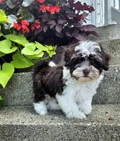 Luka, a male Havapoo for sale in Middlebury, IN – 2 of 8