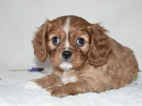 Reese , a male Cavalier King Charles Spaniel for sale in Middlebury, IN – Photo 4 of 8