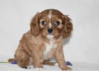 Reese , a male Cavalier King Charles Spaniel for sale in Middlebury, IN – Photo 8 of 8