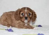 Reese , a male Cavalier King Charles Spaniel for sale in Middlebury, IN – Photo 7 of 8