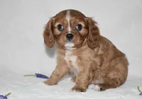 Reese , a male Cavalier King Charles Spaniel for sale in Middlebury, IN – Photo 6 of 8