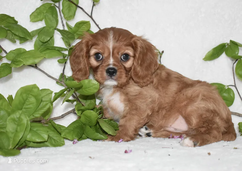 Reese  – Cavalier King Charles Spaniel puppy for sale in Middlebury, IN
